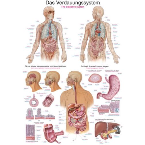 Poster - The Digestive System