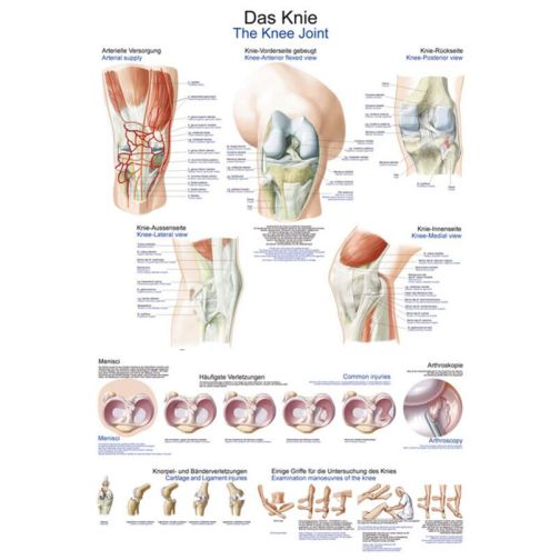 Wall Chart - The Knee