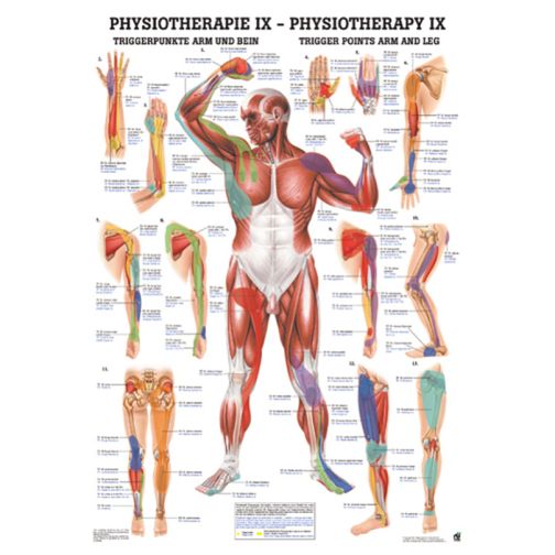 Poster - Trigger Points for Arm and Leg