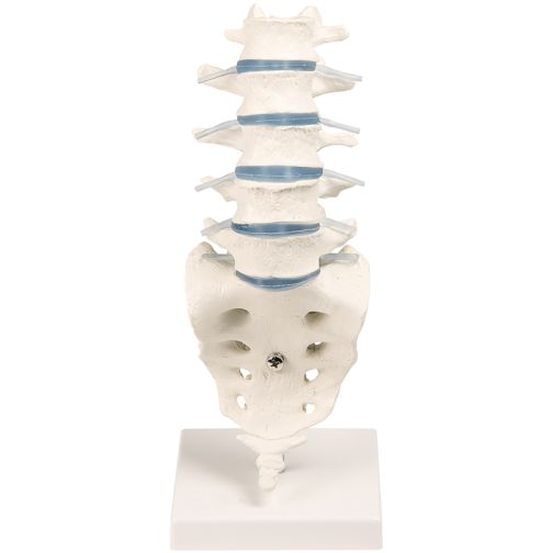 Erler-Zimmer Lumbar Spine