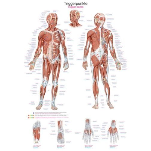 Instructional Chart - Trigger Points