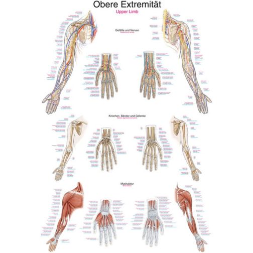 Chart - Upper Extremity