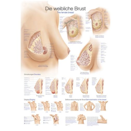 Poster - The Female Breast
