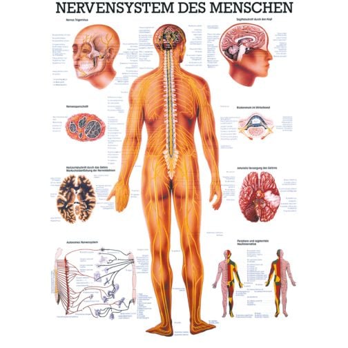 Educational Chart, Poster - The Human Nervous System