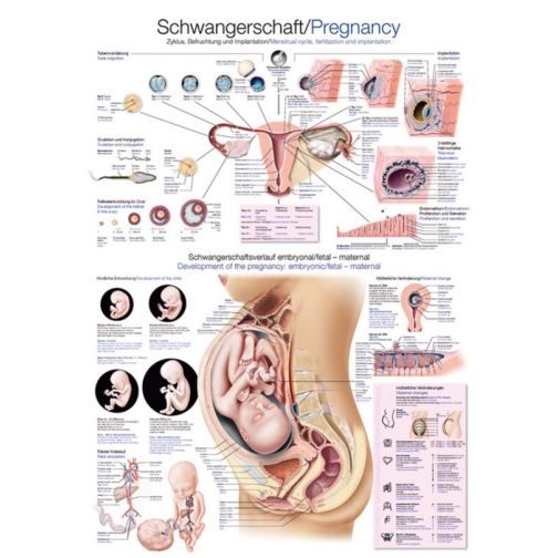 Teaching Chart - Pregnancy
