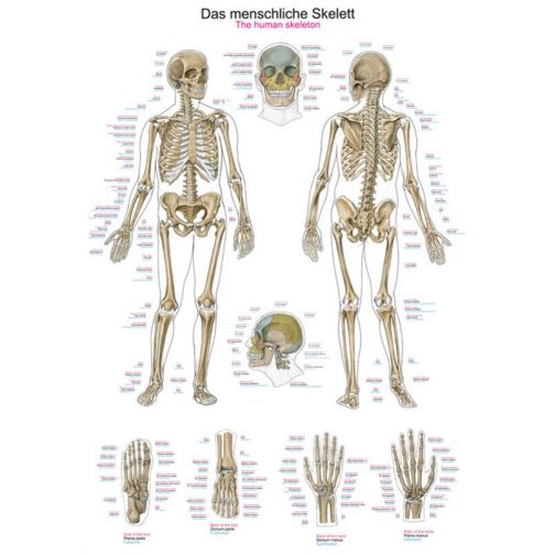 Chart - The human skeleton