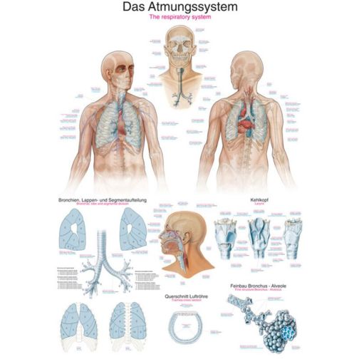 Chart - The Respiratory System