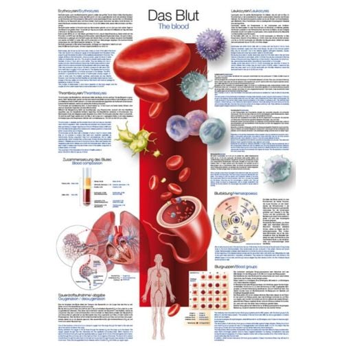 Instructional Chart - The Blood