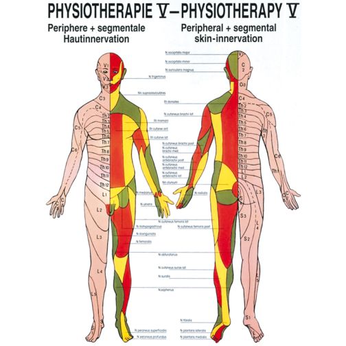 Poster - Skin Innervation