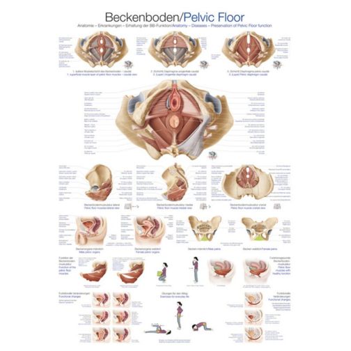 Teaching Chart - Pelvic Floor