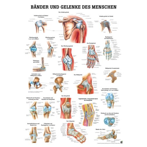 Educational Chart - Muscles and Joints of the Human Body