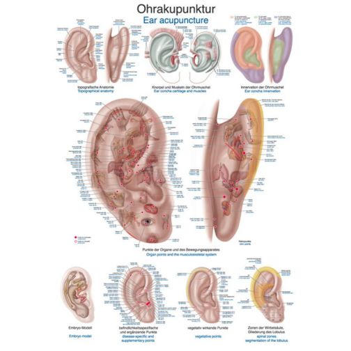 Teaching Chart - Auricular Acupuncture