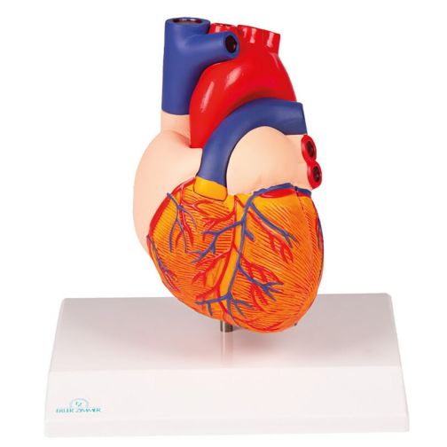 Erler-Zimmer Heart Model, Augmented Anatomy