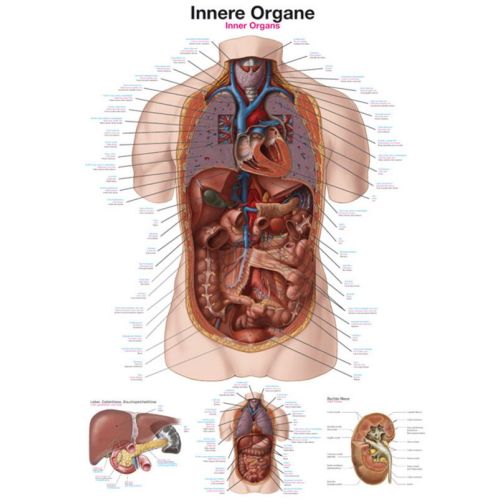 Teaching Chart - Internal Organs
