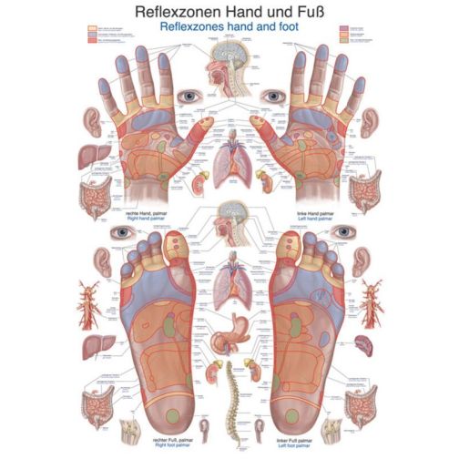 Chart - Reflex Zones Hand and Foot