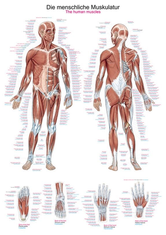 Poster - The human musculature