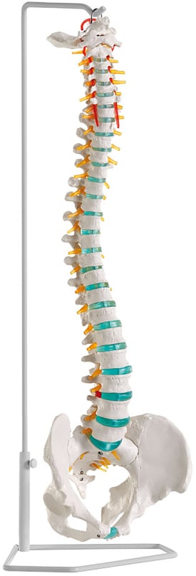 Erler-Zimmer Flexible Spine
