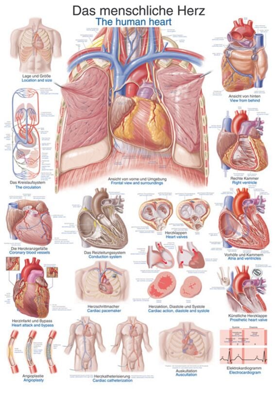 Poster - The Human Heart