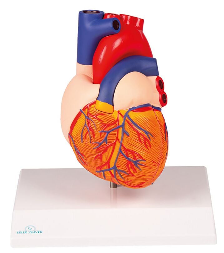 Erler-Zimmer Heart Model, Augmented Anatomy