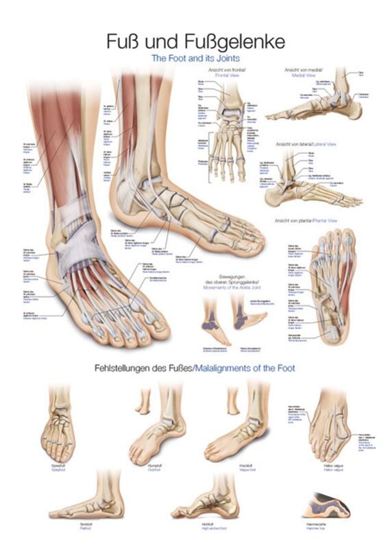 Chart - Foot and Ankles