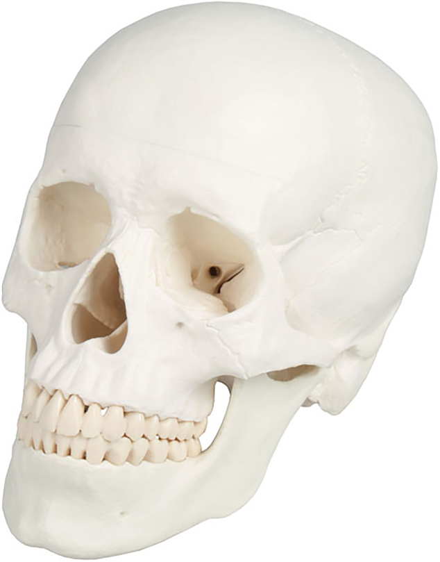 Erler-Zimmer Skull Model, Augmented Anatomy