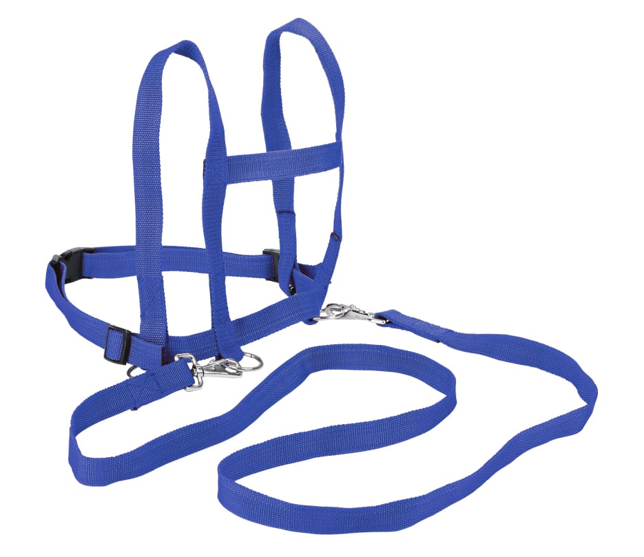 Horse leash with harness