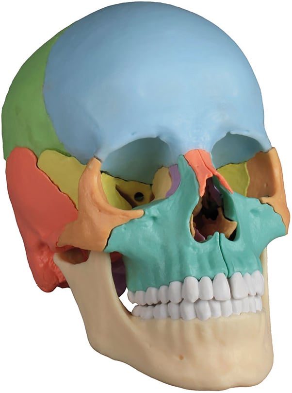 Erler-Zimmer Osteopathy Skull Model, didactic, Augmented Anatomy