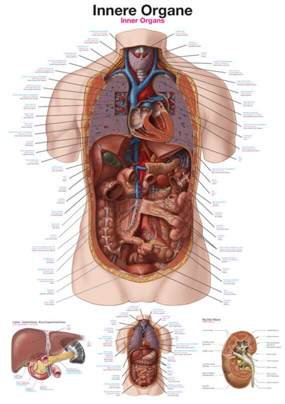 Teaching Chart - Internal Organs