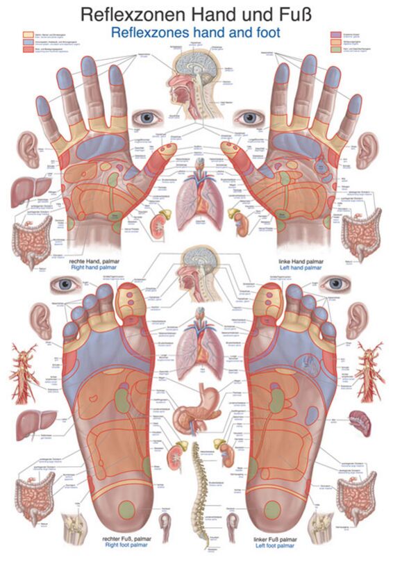 Chart - Reflex Zones Hand and Foot