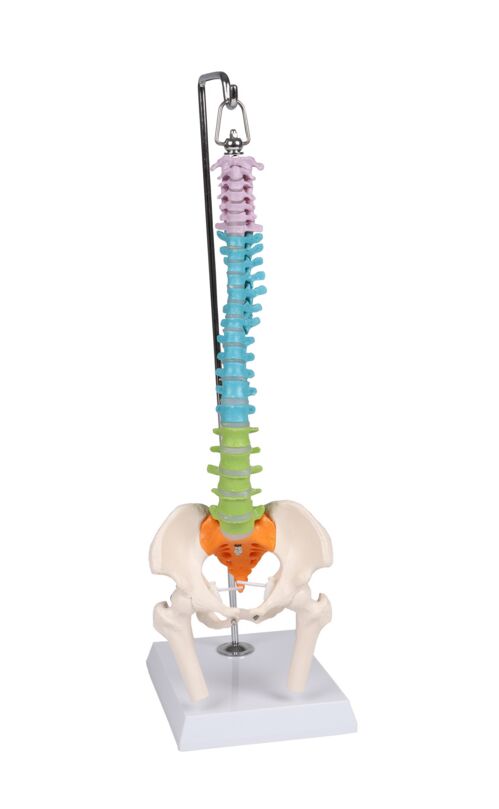 Erler-Zimmer Flexible Mini Spine, Didactic