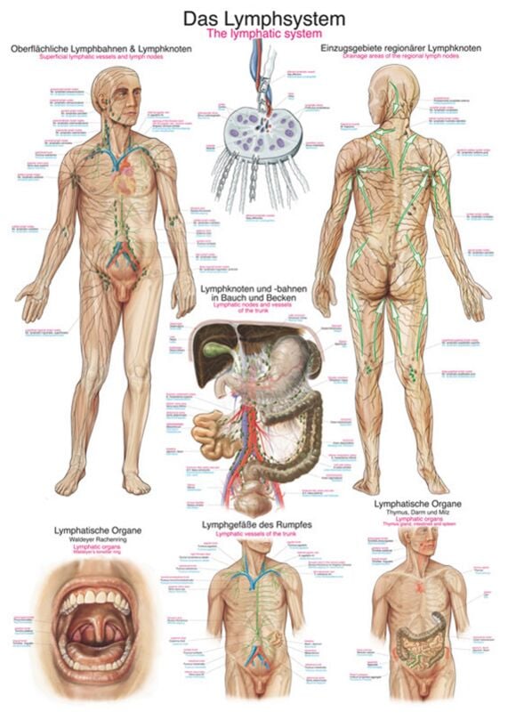 Teaching Chart - The Lymphatic System