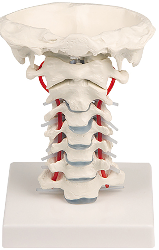 Erler-Zimmer Cervical Spine